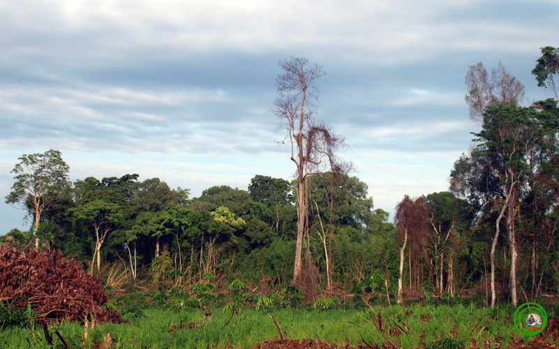 Phó chủ tịch UBND tỉnh Nguyễn Văn Lợi: Phải hợp lực để cùng giữ rừng