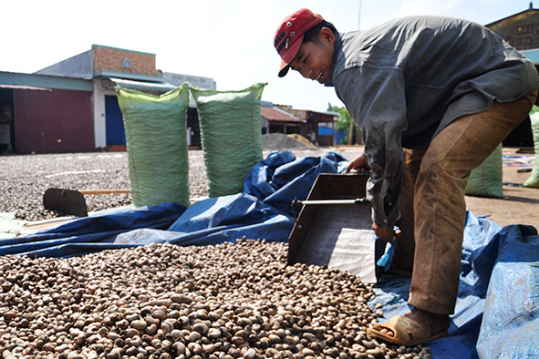 Xây dựng ngành điều bền vững (tt)