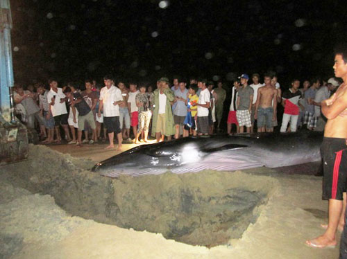 Giải cứu cá voi gần 3 tấn bị mắc cạn