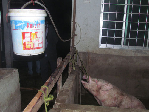 Sốc với "công nghệ tăng trọng” heo thịt