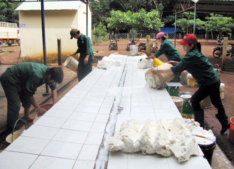 Hướng tới kỷ niệm 35 năm ngày thành lập Công ty cao su Phú Riềng (6-9-1978 - 6-9-2013)