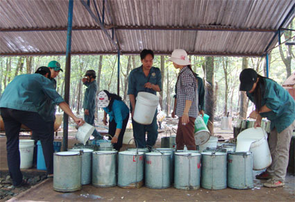 Năng suất công ty cao su Phú Riềng hơn 2 tấn/ ha