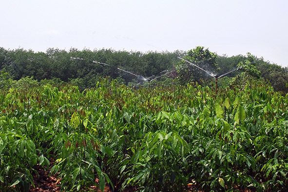 Tưới nước tiết kiệm - Cứu cánh cho nông dân trong mùa khô