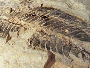 Australia tìm thấy hóa thạch hàng chục triệu năm tuổi