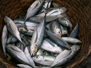 Ăn cá giúp giảm nguy cơ mắc viêm khớp dạng thấp