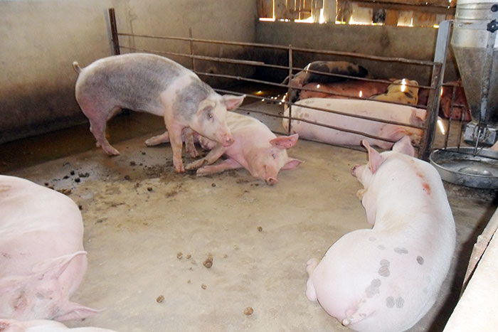 Bình Long xuất hiện bệnh tai xanh