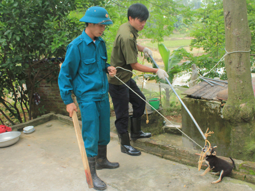 Chó dại là chó nuôi trong dân thả rông