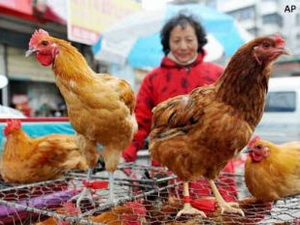 “Cúm gia cầm H7N9 có thể lây từ người sang người”