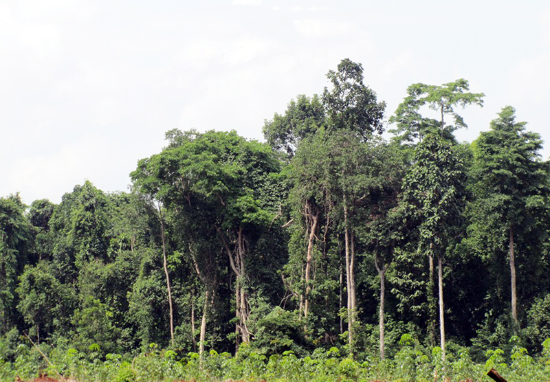 UBND tỉnh xem x&eacute;t xử l&yacute; c&aacute;c dự &aacute;n thu hồi đất l&acirc;m nghiệp