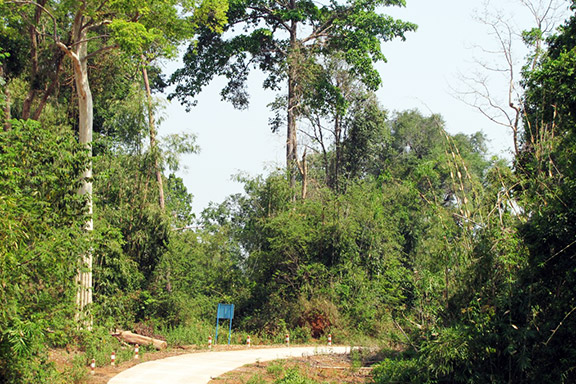 Vi phạm về quản lý, bảo vệ rừng diễn biến phức tạp