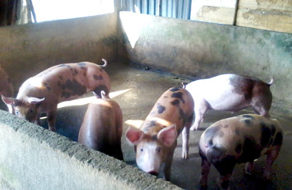 Tăng cường c&ocirc;ng t&aacute;c ph&ograve;ng chống dịch heo tai xanh