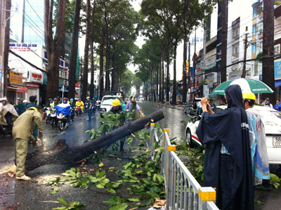 Nhánh cây cổ thụ gãy đè lên taxi, 4 người may mắn thoát chết