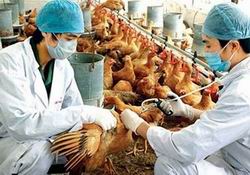 C&ocirc;ng điện của Thủ tướng về ph&ograve;ng, chống dịch c&uacute;m A (H7N9) v&agrave; A (H5N1)
