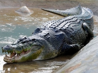 Cá sấu lớn nhất thế giới chết vì bệnh lạ