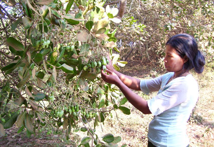 Giá điều thô đầu mùa thấp nhất trong vòng 5 năm qua