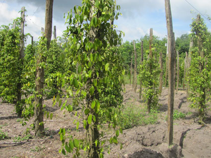 Thiệt hại do hạn hán khoảng 75 tỷ đồng