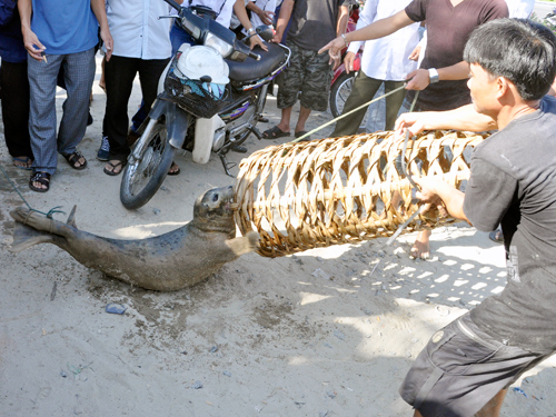 Hải cẩu vịnh Đà Nẵng lại chui lưới ngư dân