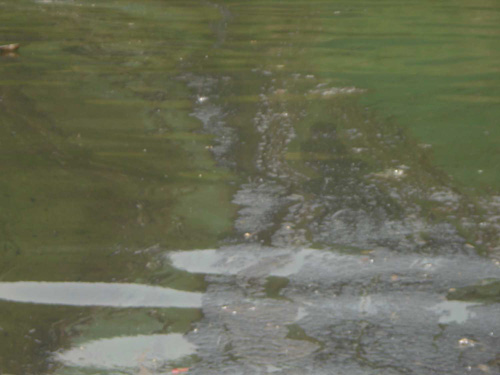 Vết dầu loang "bí ẩn" tại vùng biển Quy Nhơn