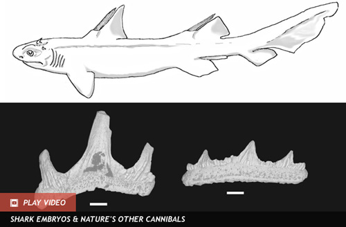 Phát hiện hóa thạch cá mập 'Răng Quỷ'