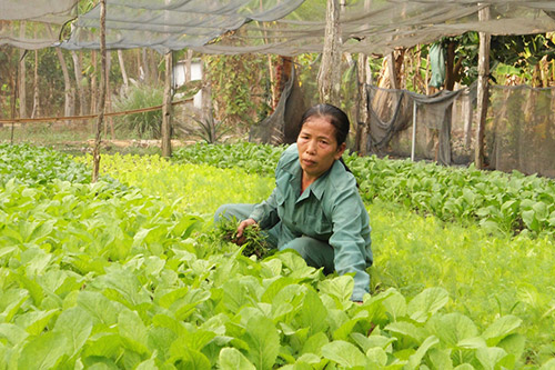 Phát triển các vùng sản xuất rau an toàn