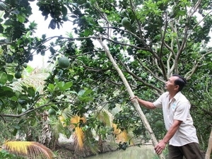 Bưởi da xanh ở tỉnh Tiền Giang xác lập kỷ lục về giá