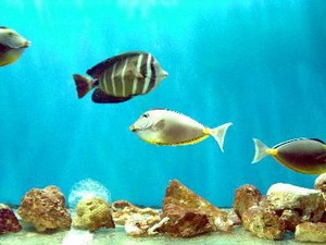 Hợp tác Việt-Nga nghiên cứu nguồn lợi sinh vật biển