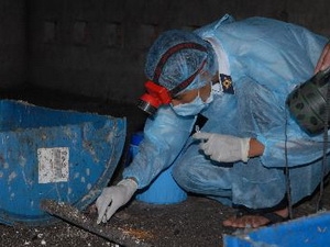 Dịch cúm trên đàn chim yến cơ bản được kiểm soát