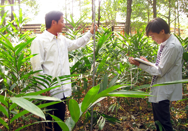 Hướng làm kinh tế từ cây sa nhân tím
