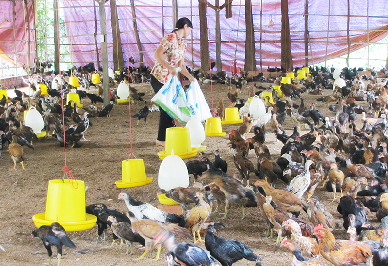 Gia cầm an toàn sinh học - phương pháp chăn nuôi tối ưu