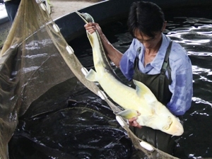Tăng cường biện pháp quản lý việc buôn bán cá tầm