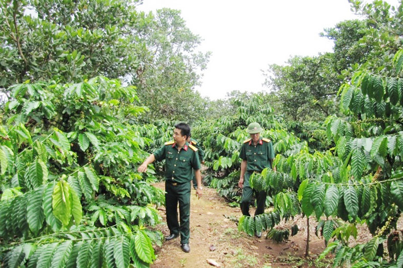 Hiệu quả của dự án kinh tế - quốc phòng ở Trung đoàn 719