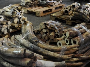 Hong Kong thu giữ 113 chiếc ngà voi từ châu Phi