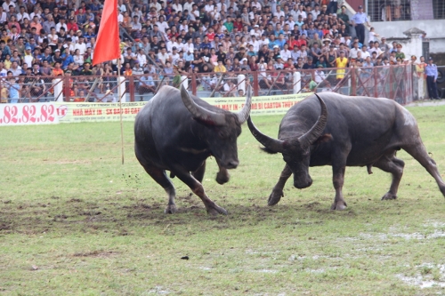'Nảy lửa' chọi trâu Đồ Sơn 2013