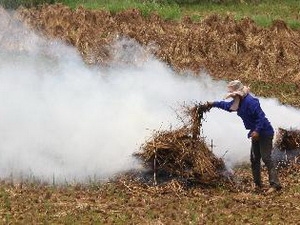 Có thể sản xuất 31 triệu tấn dầu sinh học từ rơm rạ