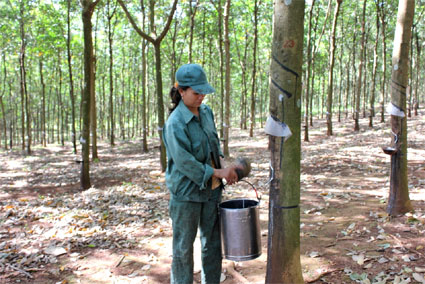 Nông trường 2, hoàn thành vượt mức sản lượng năm 2012