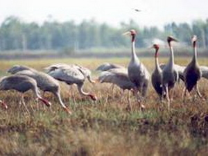 Đầu tư 31 tỷ đồng bảo tồn Vườn quốc gia Tràm Chim