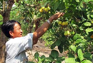 Xây dựng ngành điều bền vững