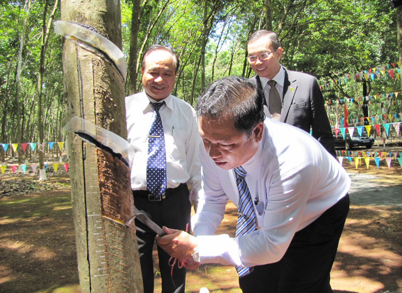 Năm 2013, cao su Phú Riềng phấn đấu đạt sản lượng 25.500 tấn mủ