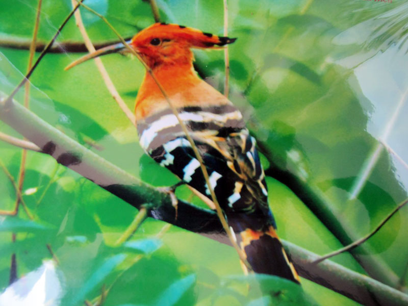   Vườn quốc gia Bù Gia Mập có 56 loài bị đe dọa trong sách đỏ thế giới