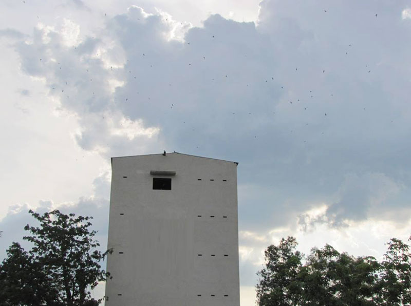 Cơ sở nuôi chim yến không được sử dụng âm thanh từ 21 đến 6 giờ sáng hôm sau