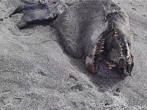 Phát hiện xác "quái vật biển" tại New Zealand dài 9m