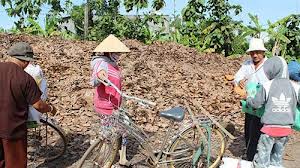 Sở Nông nghiệp và Phát triển nông thôn khuyến cáo: Người dân không nên bán lá điều khô  