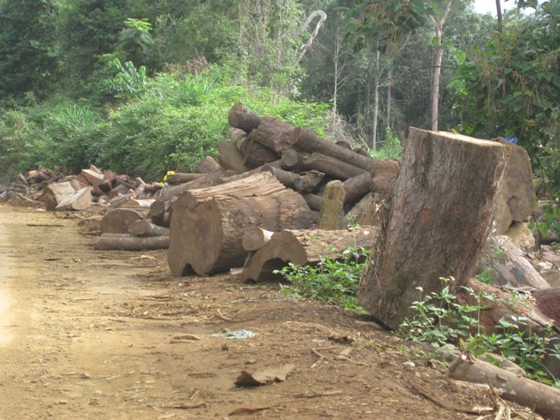 Cận cảnh “xẻ thịt” rừng trồng cao su tại Tây Nguyên