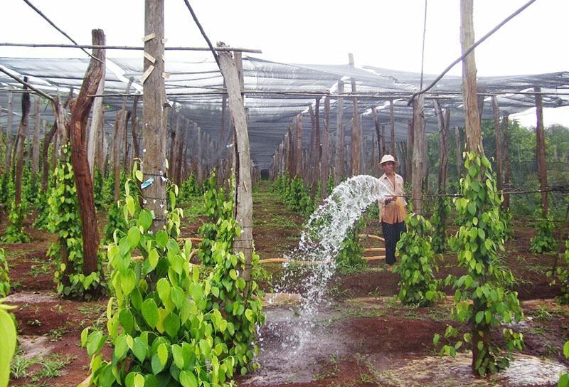 Nhộn nhịp mùa xuống giống hồ tiêu