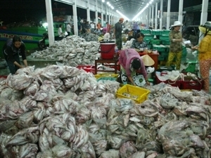 Bộ Công an yêu cầu báo cáo vụ thu 2 tấn bạch tuộc