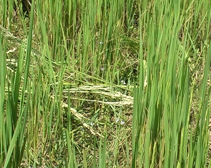 Tăng cường phòng trừ chuột, bảo vệ mùa màng