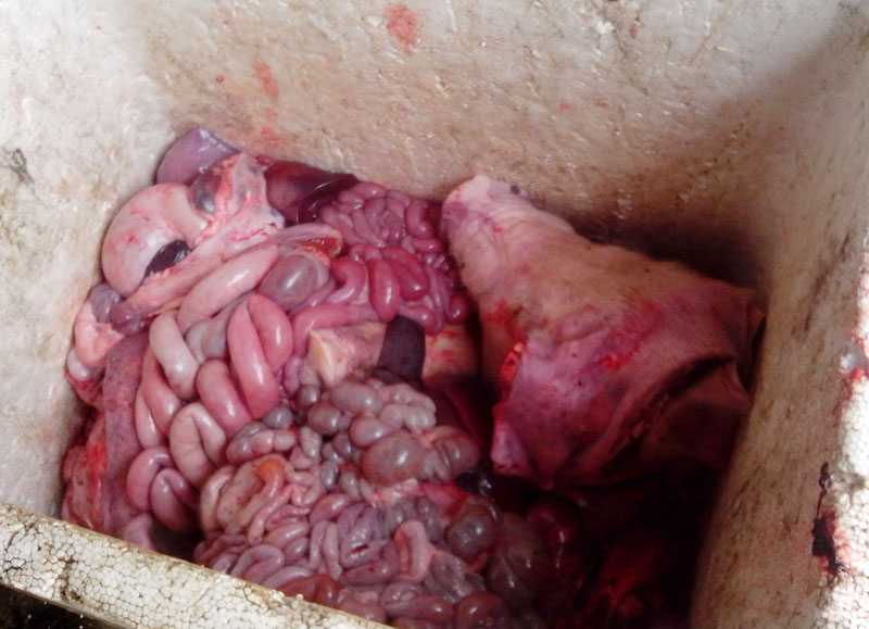 Phát hiện 223kg thịt, nội tạng heo bốc mùi hôi