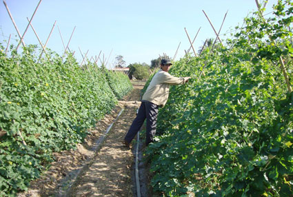 Trồng rau an toàn giúp người dân Sơn Long tăng thu nhập