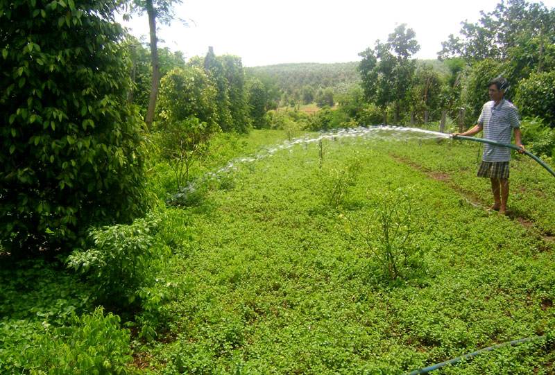 Trồng rau thu nhập cao: Tại sao không?