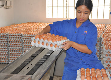 Chỉ số năng lực cạnh tranh cấp tỉnh: Bình Phước tụt 31 bậc